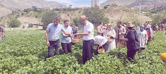 “SASON ÇİLEĞİ, DÜNYA PAZARINDA YERİNİ ALACAK”