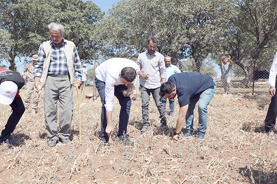 MEHİNA SARIMSAĞI HASADI BAŞLADI