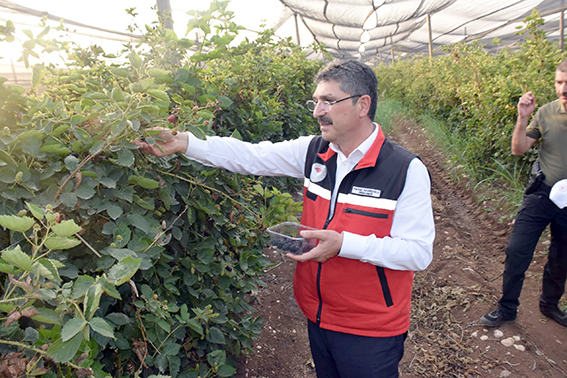 NASIROĞLU, BÖĞÜRTLEN HASADINA KATILDI
