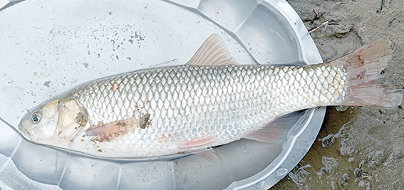 SASON ÇAYI’NDAKİ BALIK VARLIĞI HIZLA AZALIYOR
