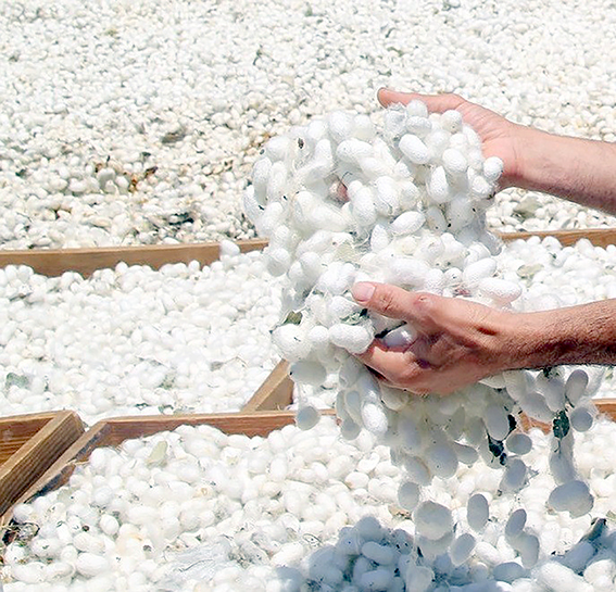 130 AİLE, 40 GÜNDE 7,7 TON KOZA ÜRETTİ