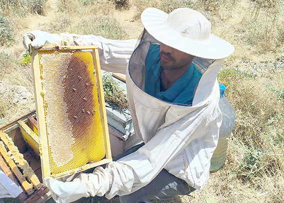 EBİNÇ “VERİM DÜŞÜKTÜ AMA BAL KALİTESİ YÜKSEK”