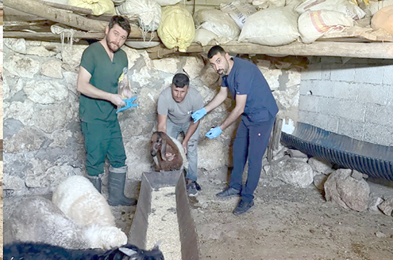 KÜÇÜKBAŞ HAYVANLAR KÜPELENİP AŞILANIYOR