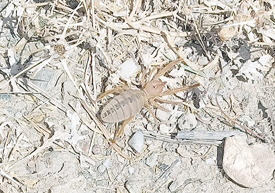 SARI KIZ TEDİRGİNLİĞİ