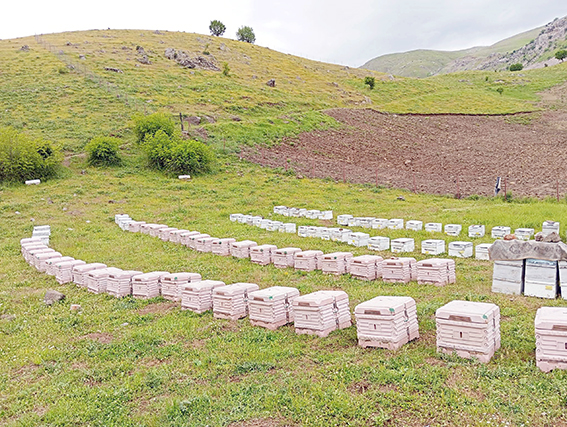 %60 REKOLTE KAYBINA RAĞMEN KALİTELİ BAL