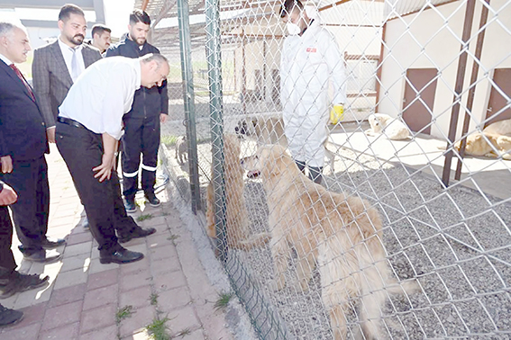 80 BİN KİLO MAMA TÜKETİLDİ