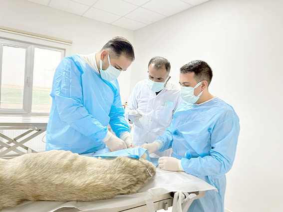 BATMAN BELEDİYESİ’NDEN CAN DOSTLARINA ŞEFKAT ELİ