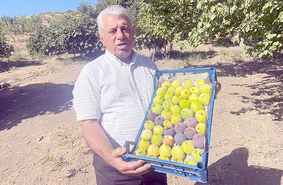 BU KÖY GEÇİMİNİ İNCİRDEN SAĞLIYOR