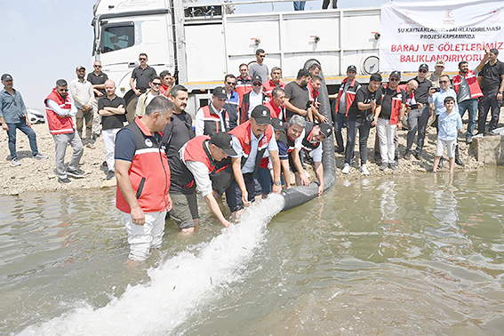 İKİ MİLYON BALIK YAVRUSU BATMAN BARAJ GÖLÜNE BIRAKILDI