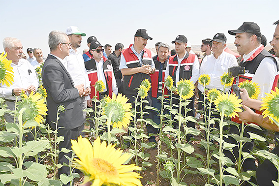 İKİNCİ ÜRÜN OLARAK AYÇİÇEĞİ EKİMİ YAYGINLAŞIYOR
