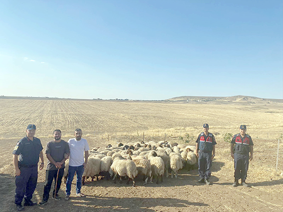 KAYIP KÜÇÜKBAŞ HAYVANLAR DRONE DESTEĞİYLE BULUNDU