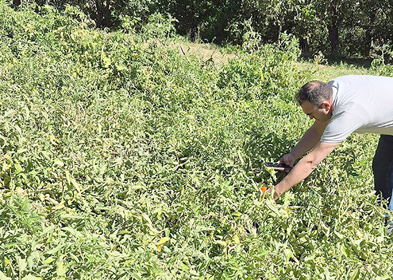 SASON’UN YAYLALARINDAN SOFRALARA ORGANİK DOMATES