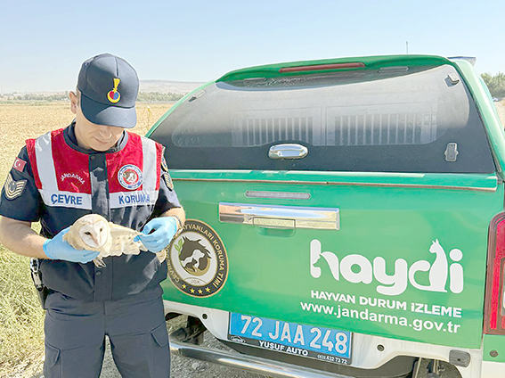 YARALI PEÇELİ BAYKUŞ DOĞAYA EMANET