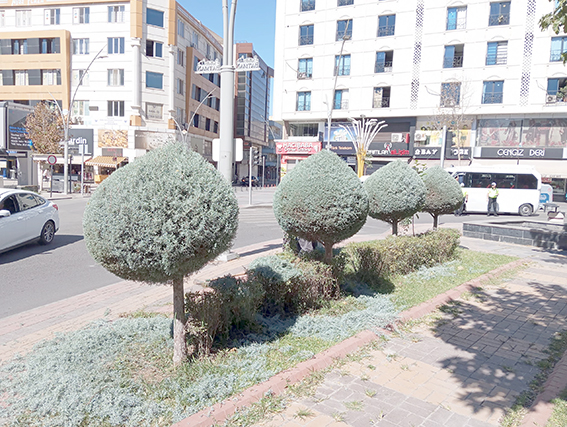 BELEDİYE AĞAÇLARA ESTETİK KAZANDIRIYOR