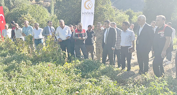 KOZLUK’TA COĞRAFİ İŞARETLİ DOMATESİN HASAT HEYECANI