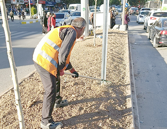 ULAŞIM MÜDÜRLÜĞÜNDEN EŞ ZAMANLI AĞAÇ DİKİMİ