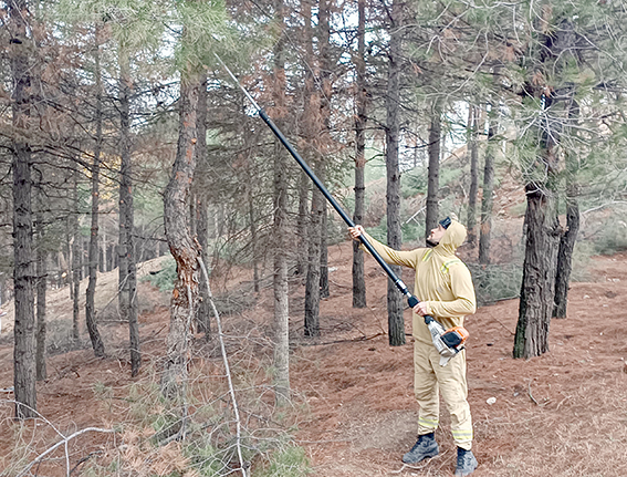 ÇAM AĞAÇLARINA NEFES BUDAMASI