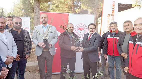 ÇİFTÇİLERE 9.500 ADET ZEYTİN FİDANI DAĞITILDI