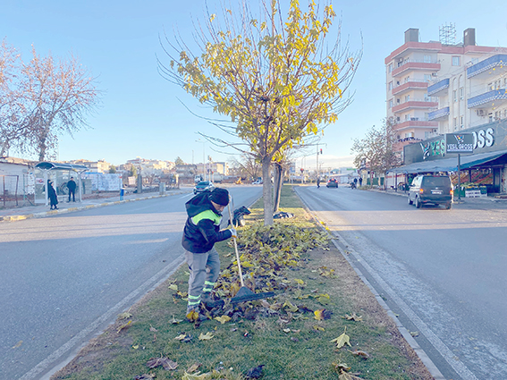 SAĞANAK ÖNCESİ VE SONRASI 15 TON YAPRAK TOPLANDI