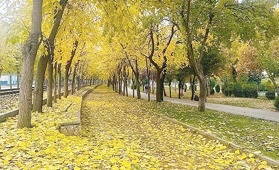 SON BAHARIN HATIRINA DÖKÜLEN YAPRAKLAR SÜPÜRÜLMEDİ