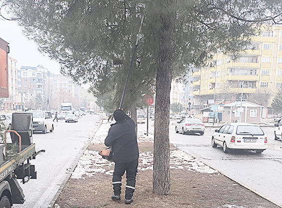 AĞAÇLAR HEM KORUNUYOR HEM YENİLENİYOR