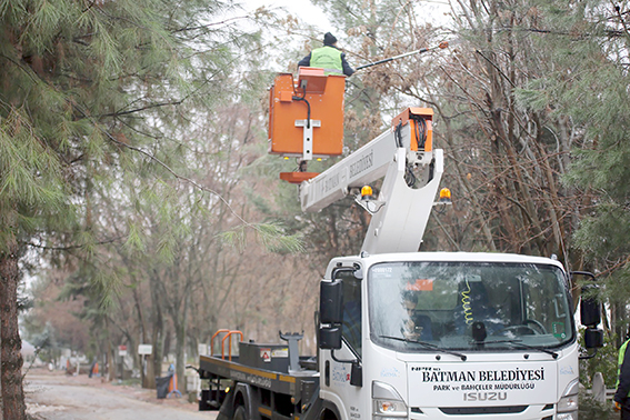 BELEDİYEDEN AĞAÇ BUDAMA ÇALIŞMALARI