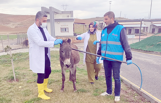 İNSANLARDAN ÜRKEN EŞEK BELEDİYE’NİN KORUMASINDA