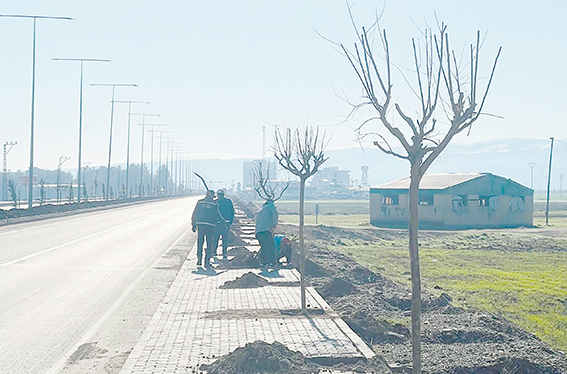 HASANKEYF GÜZERGÂHI AĞAÇLANDIRILIYOR