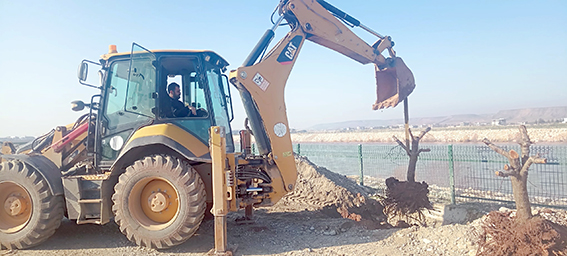 ÇAY KENARINA 2 BİN MEYVE AĞACI DİKİLDİ