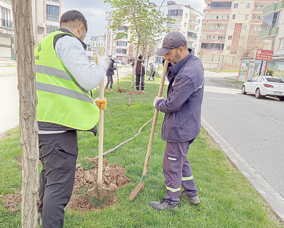 KENTİN ÇEHRESİ AĞAÇLARLA DEĞİŞİYOR