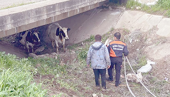 İKİ KAFADAR İNEK BULUNDU