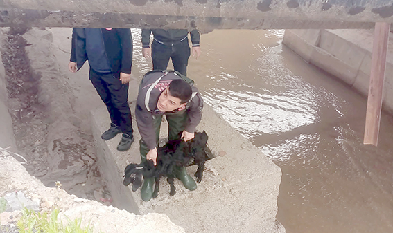 MERAKLI KEÇİYİ İTFAİYE EKİPLERİ KURTARDI