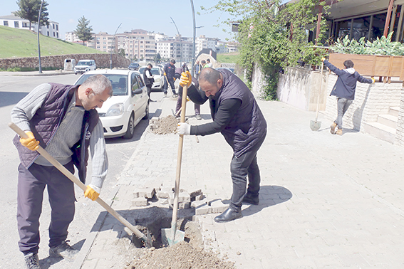 SOLİN CADDESİ’NE 100 TESPİH AĞACI DİKİLİYOR