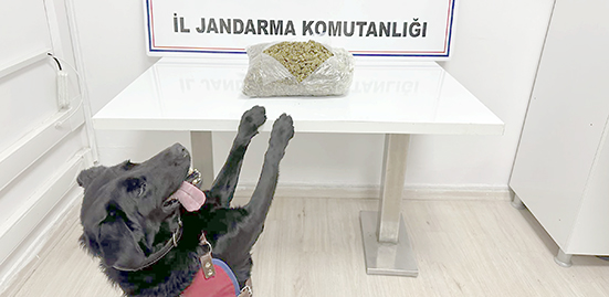 1 KİLO 452 GRAM SKUNK ELE GEÇİRİLDİ