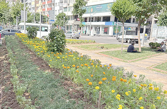 70 BİN ADET MEVSİMLİK ÇİÇEK TOPRAKLA BULUŞUYOR