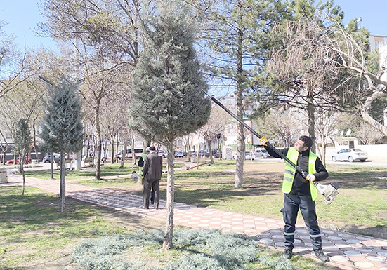 FORM VERİLEN AĞAÇLAR KENTE FARKLI BİR AMBİYANS KATTI