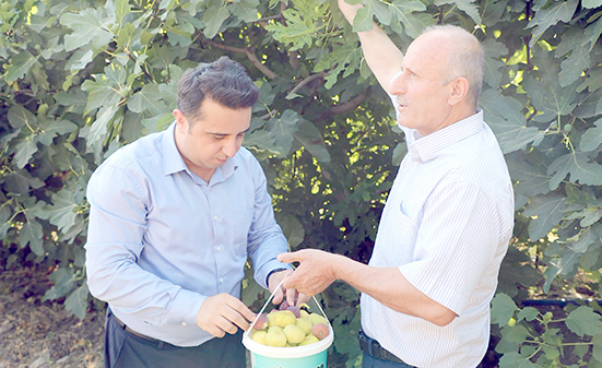 BENATİ İNCİRİ HASADI BAŞLADI