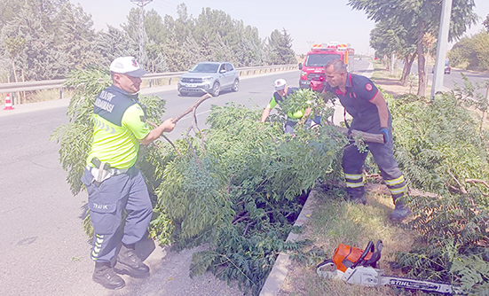 RÜZGÂRIN DEVİRDİĞİ AĞAÇLARA MÜDAHALE