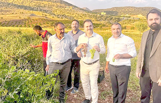 BİNETAT KURU ÜZÜM HASADI YAPILDI